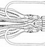 Image result for "Enoploteuthis Anapsis". Size: 180 x 100. Source: tolweb.org