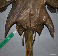Afbeeldingsresultaten voor "raja Nidarosiensis". Grootte: 191 x 185. Bron: shark-references.com