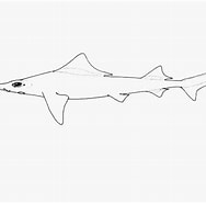Image result for "gogolia Filewoodi". Size: 188 x 185. Source: shark-references.com