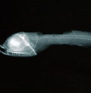 Image result for Pachystomias microdon Familie. Size: 182 x 184. Source: fishbiosystem.ru