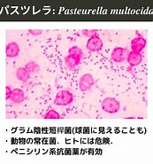 Image result for 鶏 パス ツ レラ 症. Size: 173 x 185. Source: antibacterial-tests-for-animals.com