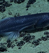 Image result for "bathytyphlops Sewelli". Size: 169 x 185. Source: fishesofaustralia.net.au