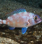Image result for Pagrus Pagrus Klasse. Size: 173 x 185. Source: www.inaturalist.org
