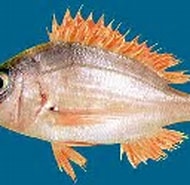 Image result for "pagellus Bellottii". Size: 190 x 114. Source: www.fishbase.se