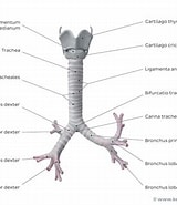 Image result for Submuköses Hämangiom der subglottischen trachea. Size: 160 x 185. Source: www.kenhub.com