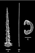 Afbeeldingsresultaten voor "hymedesmia Minuta". Grootte: 123 x 185. Bron: www.researchgate.net