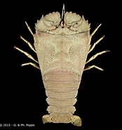 Afbeeldingsresultaten voor "thenus Orientalis". Grootte: 174 x 185. Bron: www.crustaceology.com