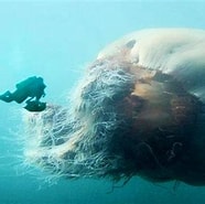 Afbeeldingsresultaten voor Longest Jellyfish in The World. Grootte: 186 x 185. Bron: www.youtube.com