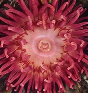 Afbeeldingsresultaten voor Urticina anemone. Grootte: 176 x 185. Bron: www.sciencephoto.com