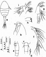 Image result for Oithona simplex Klasse. Size: 150 x 185. Source: copepodes.obs-banyuls.fr