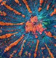 Image result for Echinomorpha. Size: 181 x 185. Source: reefbuilders.com