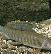 Afbeeldingsresultaten voor Thymallus Fish Facts. Grootte: 176 x 185. Bron: adriaticnature.com