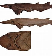 Afbeeldingsresultaten voor "apristurus Platyrhynchus". Grootte: 172 x 185. Bron: shark-references.com