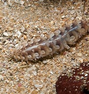 Afbeeldingsresultaten voor Lepidonotus melanogrammus. Grootte: 176 x 185. Bron: www.flickr.com