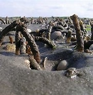 Image result for Gestekelde zandkokerworm Habitat. Size: 181 x 185. Source: jeand99.blogspot.com