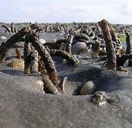 Image result for Gestekelde zandkokerworm dieet. Size: 191 x 185. Source: jeand99.blogspot.com