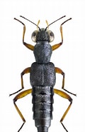 Image result for "macrochaeta Clavicornis". Size: 120 x 185. Source: www.pinterest.fr