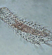 Image result for "echinomysis Chuni". Size: 177 x 185. Source: www.centraldatacore.com