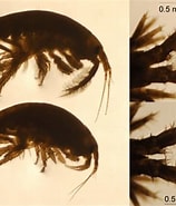 Afbeeldingsresultaten voor Echinogammarus finmarchicus Orde. Grootte: 158 x 185. Bron: www.researchgate.net