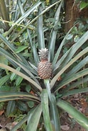 Image result for "leucandra Ananas". Size: 124 x 185. Source: www.businesssms.biz