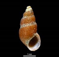 Image result for "onoba Aculea". Size: 193 x 185. Source: www.marinespecies.org