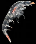 Image result for "oxycephalus Clausi". Size: 153 x 185. Source: www.roboastra.com