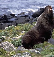 Image result for noordelijke zeebeer. Size: 176 x 185. Source: diertjevandedag.be