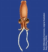Afbeeldingsresultaten voor Bathyteuthis abyssicola Habitat. Grootte: 171 x 185. Bron: molluscsoftasmania.org.au