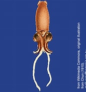 Afbeeldingsresultaten voor Bathyteuthis abyssicola Rijk. Grootte: 173 x 185. Bron: molluscsoftasmania.org.au