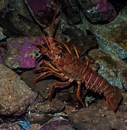 Afbeeldingsresultaten voor Spiny Lobster Scientific Name. Grootte: 181 x 185. Bron: biodiversityla.org