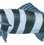 Image result for Pilot Fish Order. Size: 183 x 149. Source: www.britannica.com