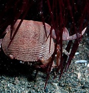 Image result for Lissocarcinus arkati. Size: 177 x 185. Source: www.crabdatabase.info