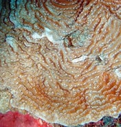 Afbeeldingsresultaten voor "agaricia Lamarcki". Grootte: 176 x 185. Bron: coralpedia.bio.warwick.ac.uk