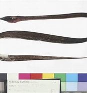 Afbeeldingsresultaten voor Nemichthyidae. Grootte: 173 x 185. Bron: australian.museum