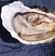 Waar Leeft een oester 的圖片結果. 大小：182 x 141。資料來源：natuurwijzer.naturalis.nl