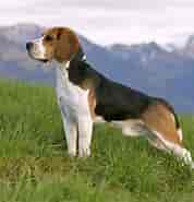 Beagle ಗಾಗಿ ಇಮೇಜ್ ಫಲಿತಾಂಶ. ಗಾತ್ರ: 178 x 185. ಮೂಲ: www.thesprucepets.com