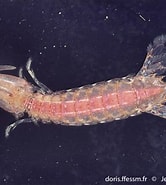 Image result for Rissoides desmaresti Geslacht. Size: 166 x 185. Source: doris.ffessm.fr