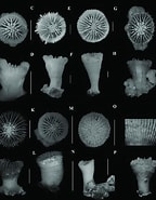 Image result for Trochocyathus Onderklasse. Size: 144 x 185. Source: www.researchgate.net