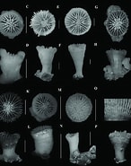 Afbeeldingsresultaten voor Trochocyathus Onderklasse. Grootte: 146 x 185. Bron: www.researchgate.net