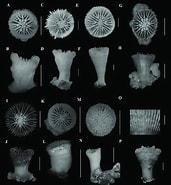 Afbeeldingsresultaten voor Trochocyathus Klasse. Grootte: 171 x 185. Bron: www.researchgate.net