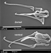Afbeeldingsresultaten voor Harcledo Curvidactyla Familie. Grootte: 176 x 185. Bron: www.rotifera.hausdernatur.at