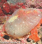 Image result for "ascidiella Scabra". Size: 176 x 185. Source: www.natuurlijkmooi.net