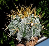 Afbeeldingsresultaten voor Astrophytum mirabelli. Grootte: 194 x 185. Bron: www.cactus-art.biz