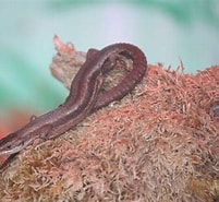 Image result for "aphelochaeta Vivipara". Size: 201 x 185. Source: www.zoochat.com