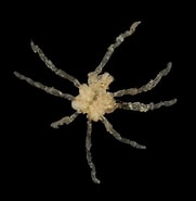 Image result for "anoplodactylus Pygmaeus". Size: 181 x 185. Source: www.aphotomarine.com