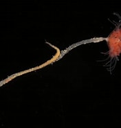 Image result for "procerastea Halleziana". Size: 176 x 185. Source: www.aphotomarine.com