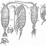 Afbeeldingsresultaten voor "und Euchaetaplumosa". Grootte: 187 x 185. Bron: copepodes.obs-banyuls.fr