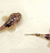 Afbeeldingsresultaten voor Benthophilus. Grootte: 172 x 185. Bron: en.wikipedia.org