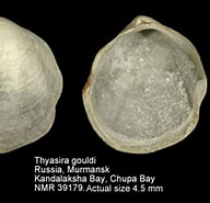 Afbeeldingsresultaten voor "thyasira Gouldi". Grootte: 192 x 185. Bron: www.nmr-pics.nl