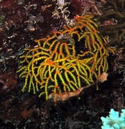 Afbeeldingsresultaten voor "clathria Raraechelae". Grootte: 180 x 185. Bron: www.whatsthatfish.com